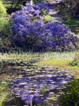 A Blue Rhodie