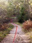Wilverley Inclosure