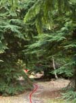 Wilverley Inclosure