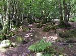 Beaulieu Wood
