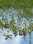 Hatchet Pond