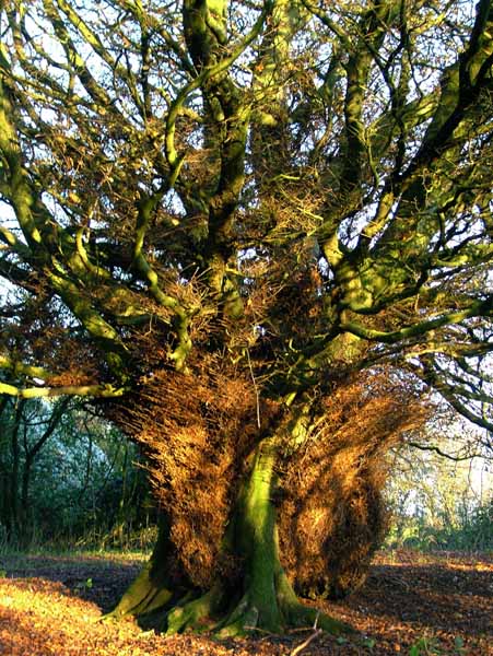 Compton Abbas,Melbury Wood,Trees