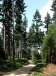 Holidays Hill Inclosure