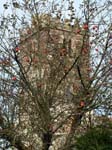 Apples, Harbridge