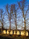 Spetisbury Trees and Walled Garden