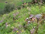 A Meadow