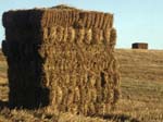 Straw Bales